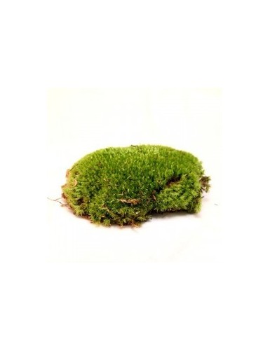 Boules de mousse Leucobryum Glaucum