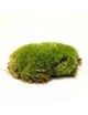Boules de mousse Leucobryum Glaucum