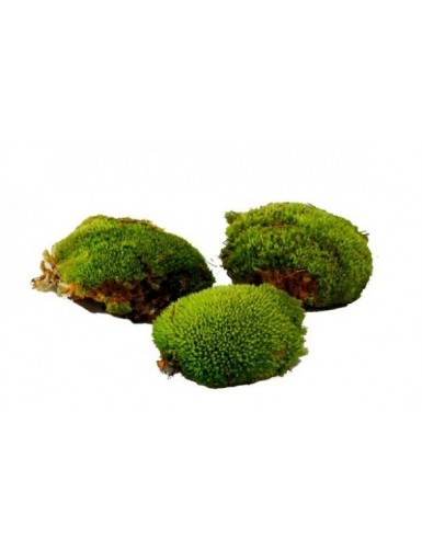 Boules de mousse Leucobryum Glaucum