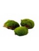 Boules de mousse Leucobryum Glaucum