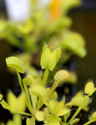 Dionaea muscipula 'All Green' Carnivorous plant - Venus flytrap