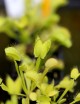 Dionaea muscipula 'All Green' Carnivorous plant - Venus flytrap