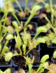 Dionaea muscipula 'Fine Tooth x Red' Clone 1 Plante carnivore