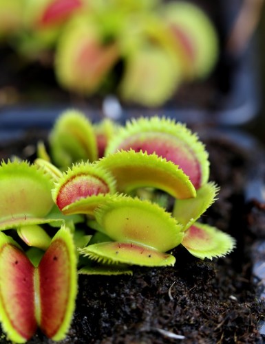 Dionaea muscipula Bristle Tooth Carnivorous plant - Venus flytrap