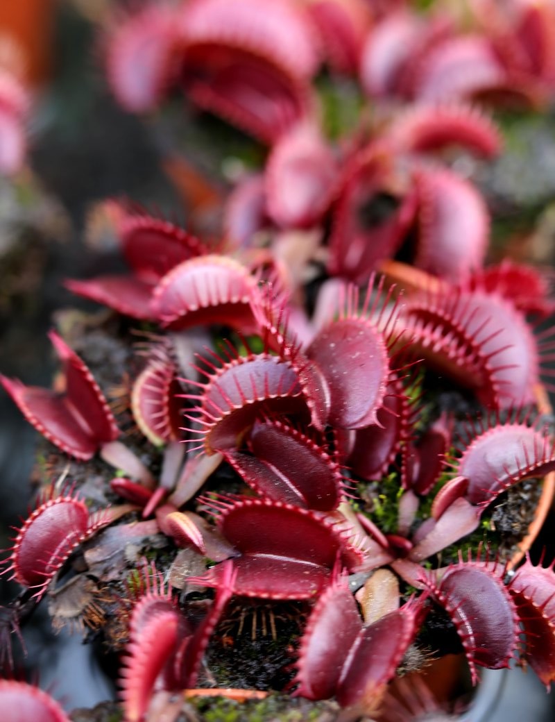 Dionaea muscipula 'Pink Venus' Carnivorous plant - Venus flytrap