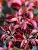 Dionaea muscipula 'Pink Venus' Carnivorous plant - Venus flytrap