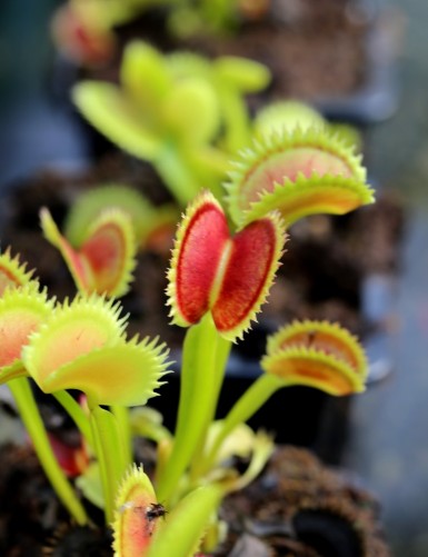 Dionaea muscipula 'UK Sawtooth II' Plante carnivore