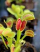 Dionaea muscipula 'UK Sawtooth II' Plante carnivore