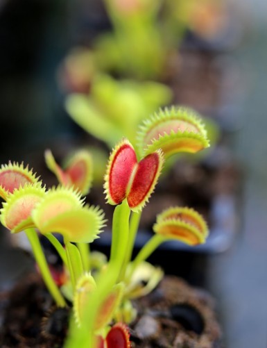 Dionaea muscipula 'UK Sawtooth II' Plante carnivore