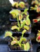 Dionaea muscipula 'UK Sawtooth II' Carnivorous plant - Venus flytrap