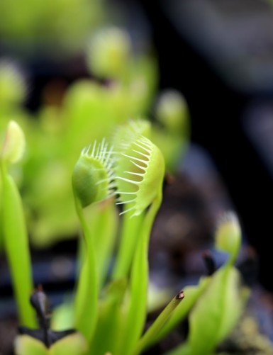 Dionaea muscipula 'Cupped Trap' Carnivorous plant - Venus flytrap