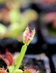 Dionaea Fused teeth Plante carnivore