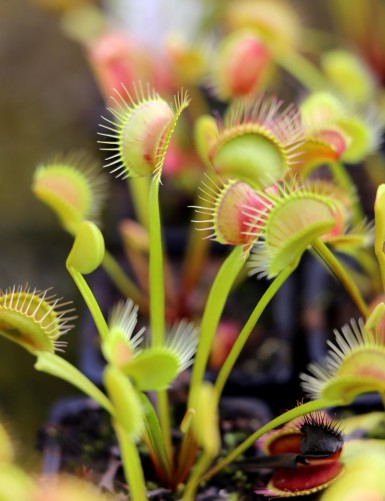 Dionaea muscipula clumping cultivar Carnivorous plant - Venus flytrap