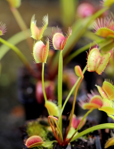 Dionaea muscipula filiforme Plante carnivore