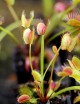 Dionaea muscipula filiforme Carnivorous plant - Venus flytrap
