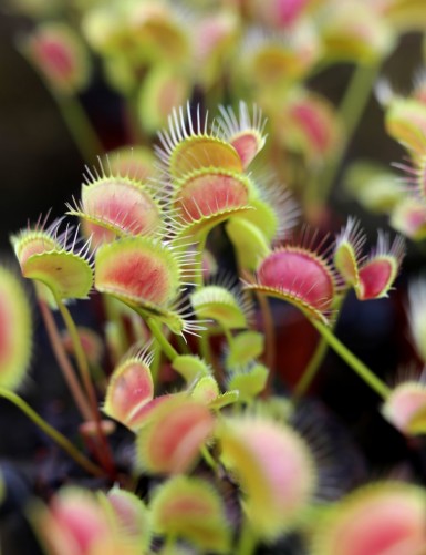 Dionaea muscipula SPIDER Carnivorous plant - Venus flytrap