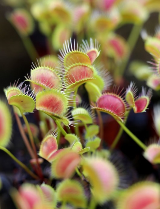 Dionaea muscipula SPIDER Carnivorous plant - Venus flytrap