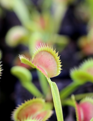 Dionaea muscipula Tiger Fangs Plante carnivore