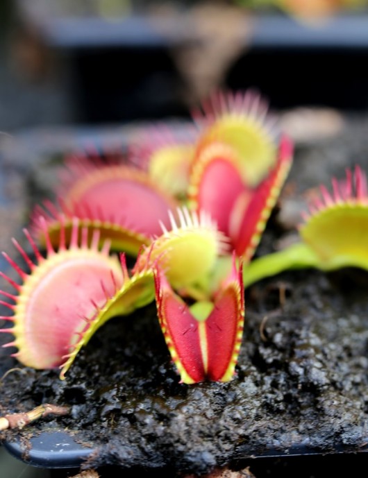 Dionaea muscipula Bimbo Plante carnivore