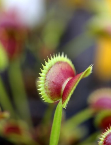 Dionaea muscipula 'SL14' Plante carnivore