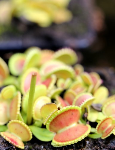 Dionaea muscipula 'Shell' Carnivorous plant - Venus flytrap