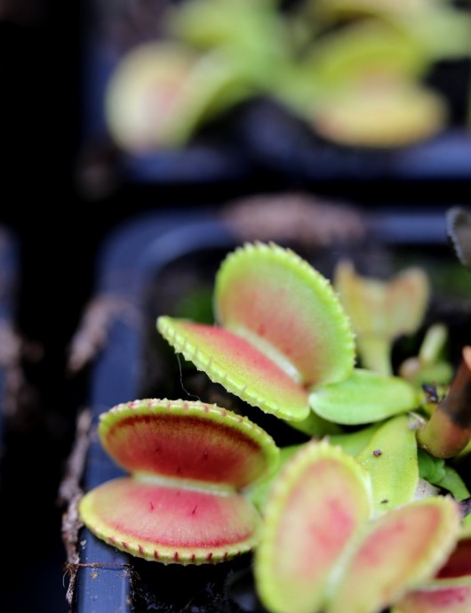 Dionaea muscipula 'Shell' Carnivorous plant - Venus flytrap