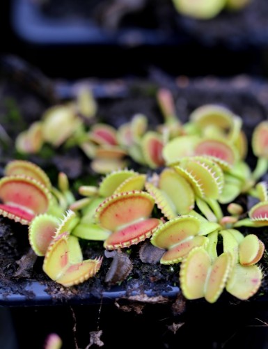 Dionaea muscipula 'Shell' Carnivorous plant - Venus flytrap