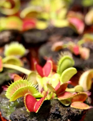 Dionaea muscipula / Venus flytrap / Venus flytrap Carnivorous plant - Venus flytrap