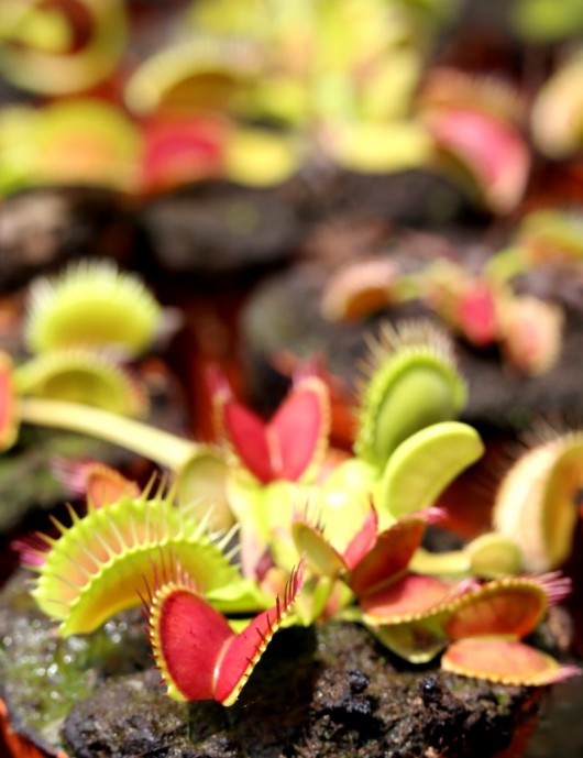 Dionaea muscipula / Venus flytrap / Venus flytrap Carnivorous plant - Venus flytrap