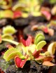Dionaea muscipula / Venus flytrap / Venus flytrap Carnivorous plant - Venus flytrap