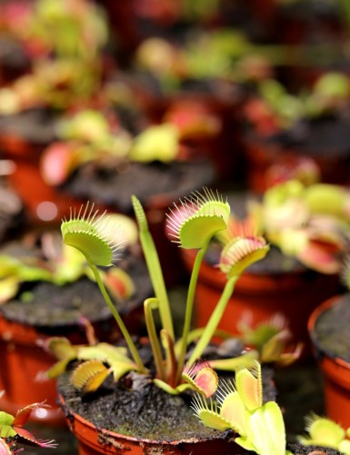 Dionaea muscipula / Venus flytrap / Venus flytrap Carnivorous plant - Venus flytrap