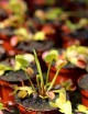 Dionaea muscipula / Venus flytrap / Venus flytrap Carnivorous plant - Venus flytrap