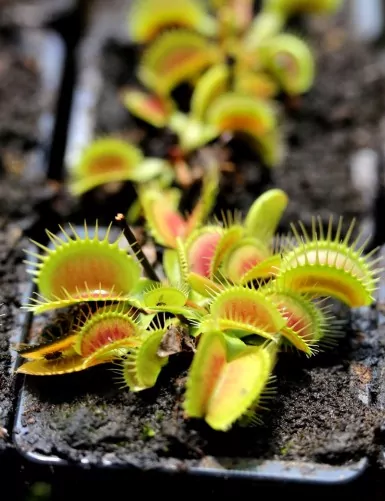 Dionaea muscipula 'Giant Big Mouth' Carnivorous plant - Venus flytrap
