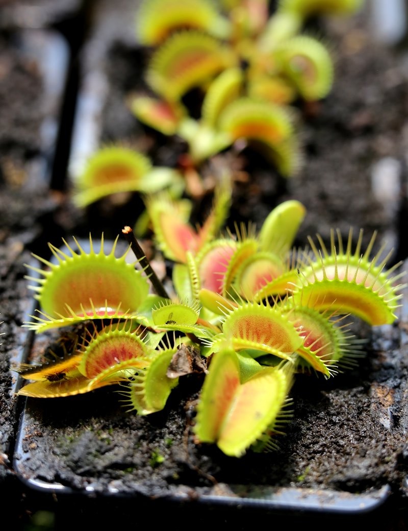Dionaea muscipula 'Giant Big Mouth' Carnivorous plant - Venus flytrap