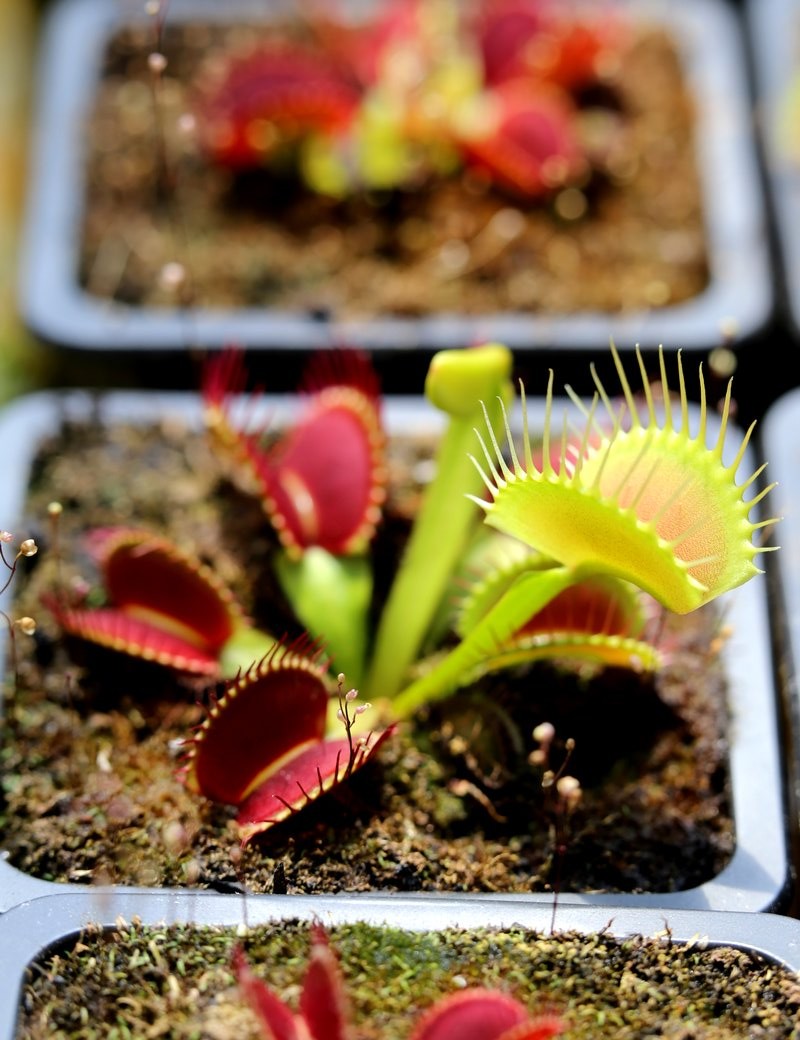 Dionaea G14 Plante carnivore