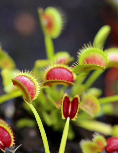 Dionaea muscipula Dracula Plante carnivore