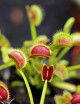 Dionaea muscipula Dracula Plante carnivore