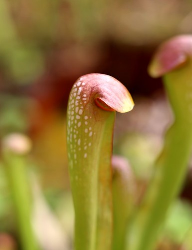 Carnivorous plant Sarracenia minor