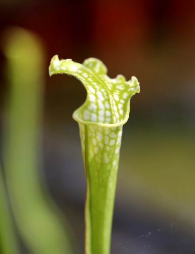 Carnivorous plant Sarracenia leucophylla 'green form'