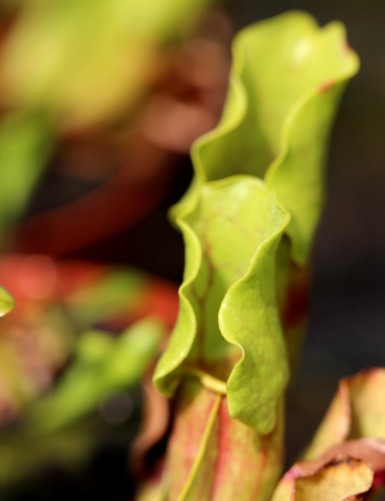 Carnivorous plant Sarracenia purpurea Clone 1