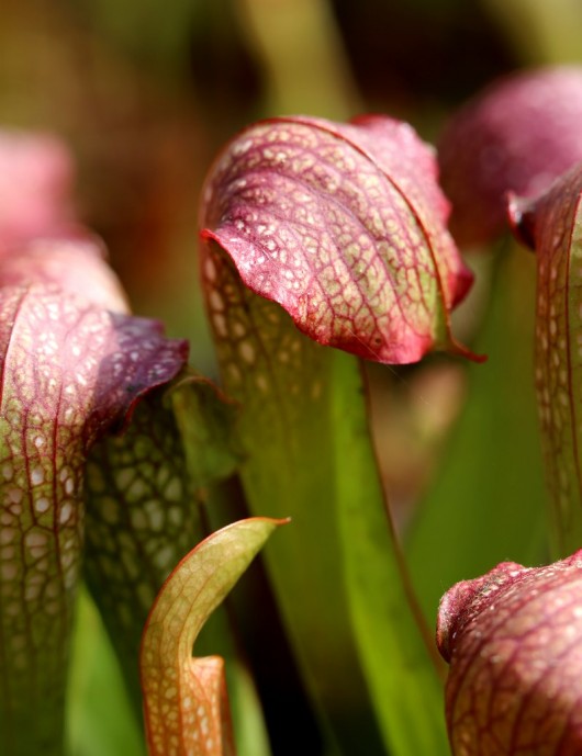 A carnivorous plant, Sarracenia x excellent x beautiful