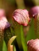 Plante carnivore Sarracenia x excellens x formosa