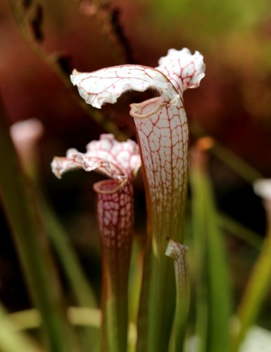 Carnivorous plant Sarracenia leucophylla 'white top' x (x mitchelliana)