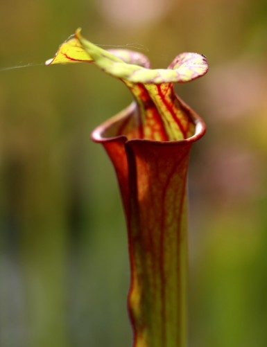 Plante carnivore Sarracenia flava var. rubricorpora