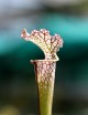 Plante carnivore Sarracenia leucophylla