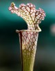 Plante carnivore Sarracenia leucophylla