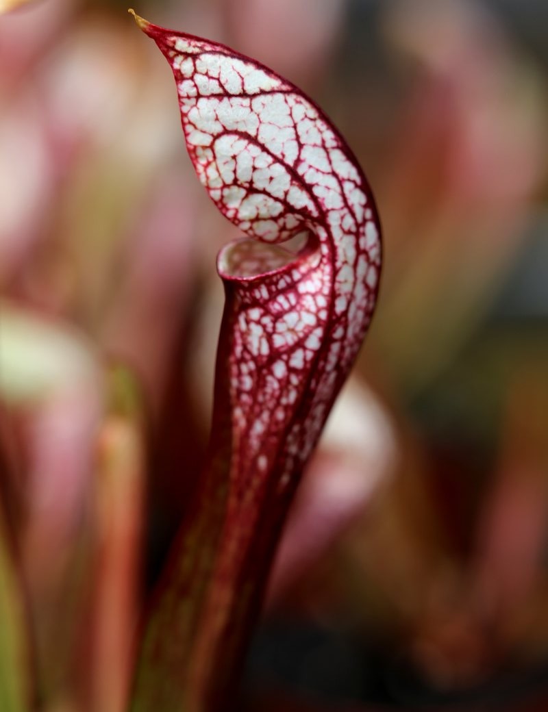 Carnivorous plant Sarracenia x wrigleyana 'white form'