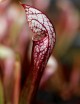 Carnivorous plant Sarracenia x wrigleyana 'white form'