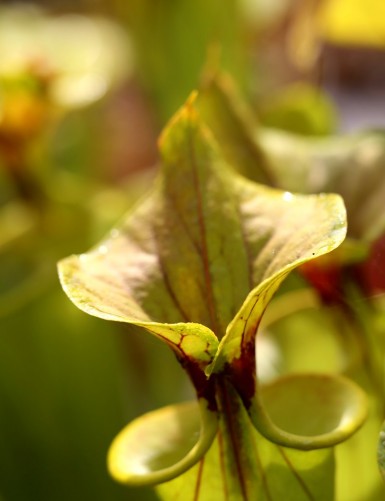 Carnivorous plants Sarracenia flava var. cuprea