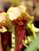 Carnivorous plant Sarracenia x catesbaei